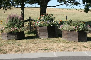 fleursjuillet2018005